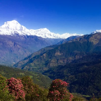 Ghorepani Poon Hill